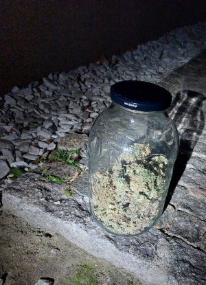 zabezpieczona marihuana