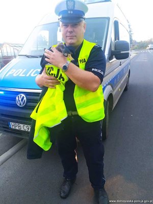 Świdniccy policjanci uratowali ranną dziką kaczkę