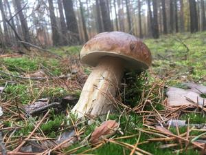 W trosce o bezpieczeństwo grzybiarzy