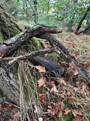 Niebezpieczne znalezisko w lesie – pocisk artyleryjski z czasów II wojny światowej zabezpieczony przez saperów